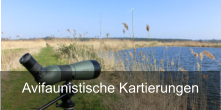 Avifaunistische Kartierungen